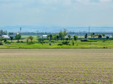7月7日（月）ひまわりの里開花状況：パークゴルフ場側のひまわり畑は、成長中！