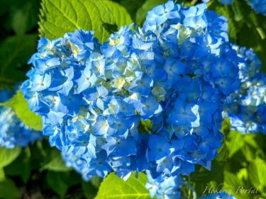 天色に染まる紫陽花に心癒される瞬間！