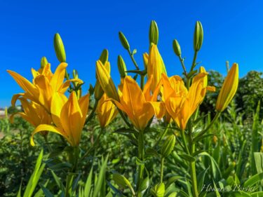 黄金の輝きを放つ百合の花