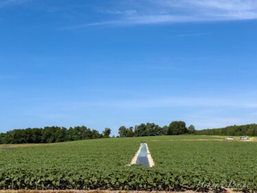 14 iyul (Bazar ertəsi) - Günəbaxan kəndində çiçəkləmə vəziyyəti: İnsanlar arasında ilham və xoşbəxtlik körpüsü rolunu oynayan Hokuryu qəsəbəsinin Günəbaxan kəndindəki günəbaxanlara təşəkkür edirəm!