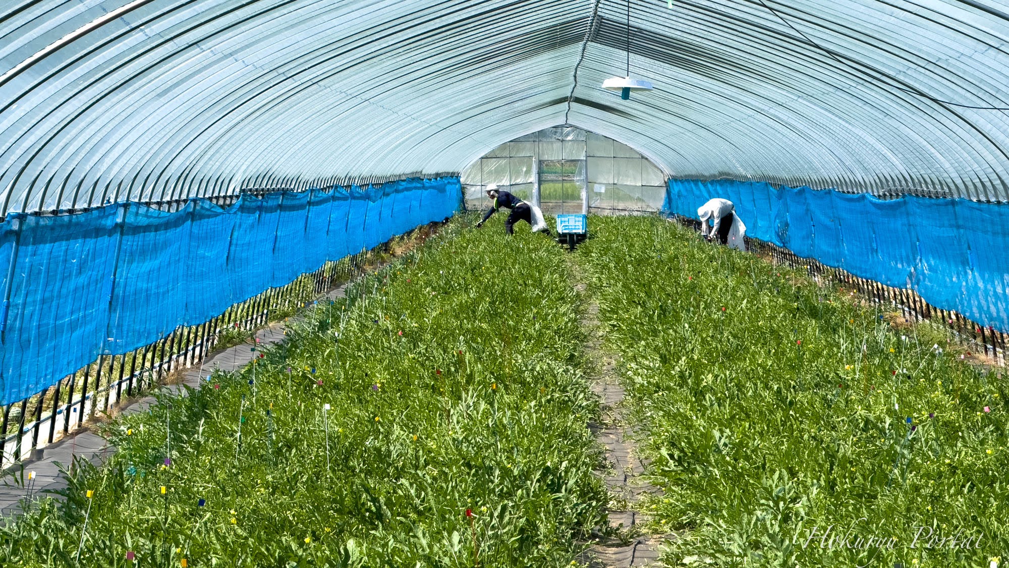 【ひまわりすいか栽培・収穫＆箱詰め】高田秋光ファーム 2025【北竜ひまわりすいか生産組合】シャキッと甘い美味しさをお届けします！