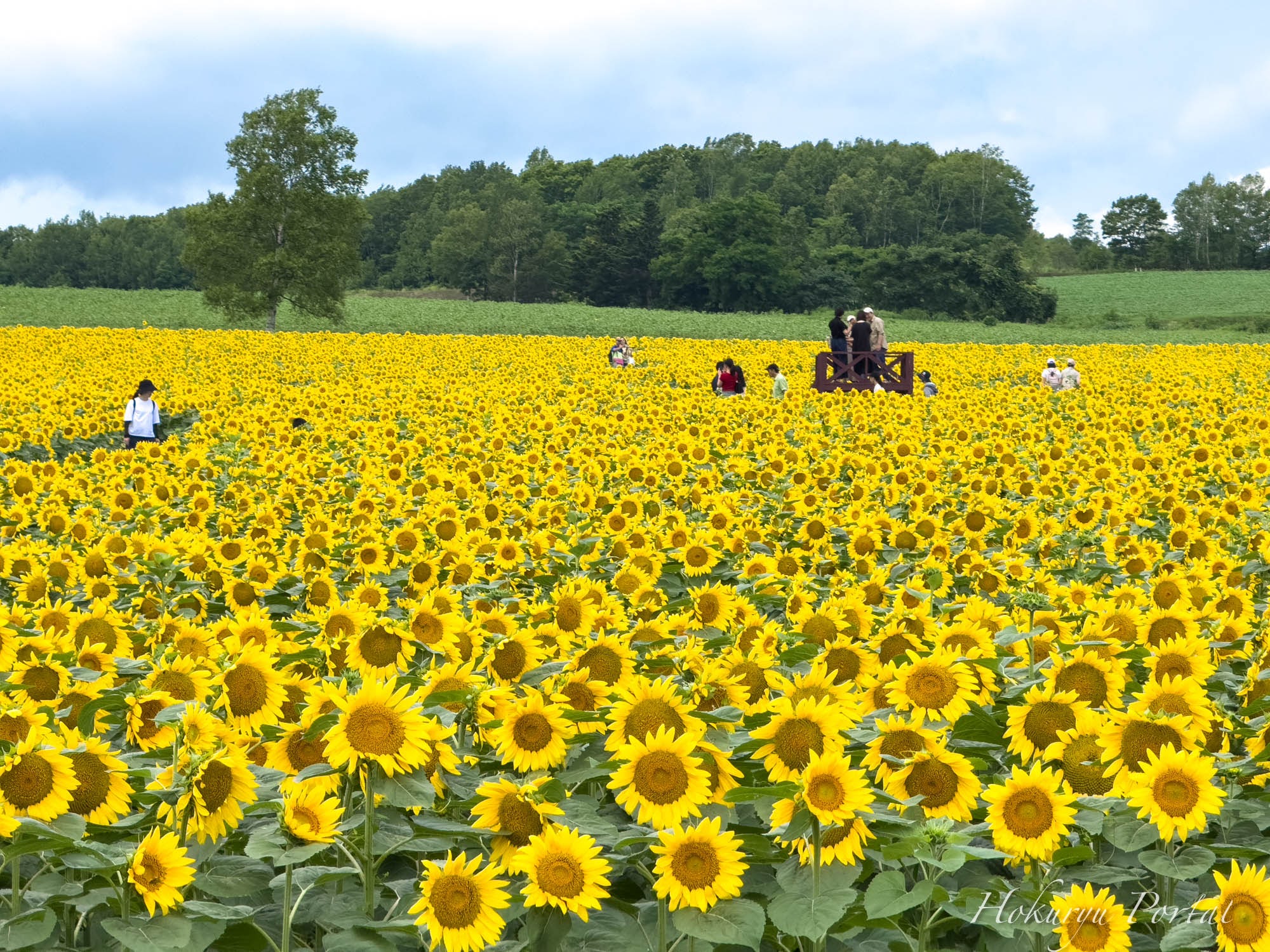 Sunflower blooming status