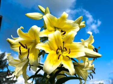 心和む檸檬色の百合