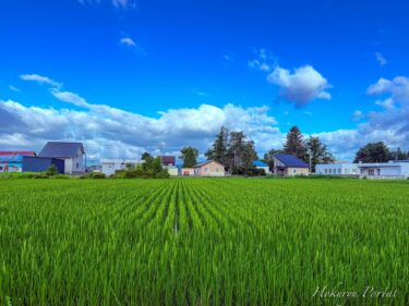 生命力みなぎる稲穂パワー！
