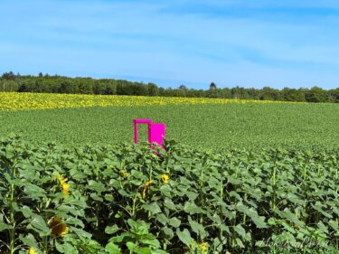 Ngày 25 tháng 7 (Thứ Sáu) Làng Hoa Hướng Dương đang nở rộ: Sắc vàng hy vọng lan tỏa! Những cánh đồng trên đồi đang vào mùa nở rộ!