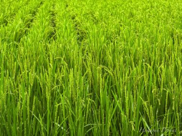 Sabah çiyiyle parıldayan olgun pirinç koçanları!