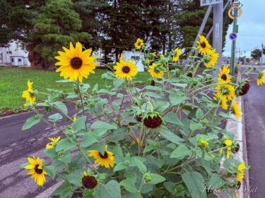 可憐に咲き誇るサンフィニティに感謝を込めて！