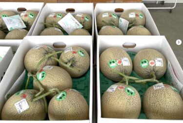 赤肉のメロンが昨日から並んでいます。大きくとても綺麗です【みのりっち北竜】