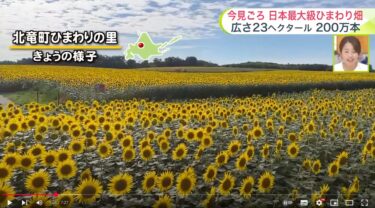 [Ladang Bunga Matahari Terbesar di Jepang] Kota Hokuryu merayakan dengan sekitar 2 juta bunga musim panas! "Festival Bunga Matahari" sedang berlangsung... Waspadai hujan tiba-tiba akhir pekan ini [Prakiraan Cuaca Sugai-san, Jumat, 1 Januari] [UHB Hokkaido Cultural Broadcasting]