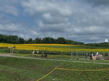 🌻 7月30日（水）今朝のひまわりの里 🌻 ひまわりの里店は 9:00〜17:00までやってます。そばの売り切れがないように頑張って蕎麦打ちしております！【お食事処向日葵】