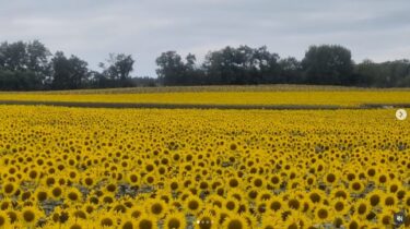 平日9時頃⁡、⁡お天気が悪かったせいか人は少なかったですが、ひまわりは満開でとてもきれいでした❣️ 今が見頃です✨今週末お近くに来られたら是非見に来てくださいね🌻🌻🌻【tumugi1114】