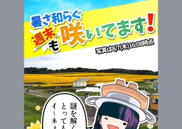 暑さやわらぐ今週末も #ひまわり 満開で新たな参加者・クリア者をお待ちしております‼️ なお、最難関の激むずコースの現在のクリア率は約15%👏【北竜ボードゲーム会】