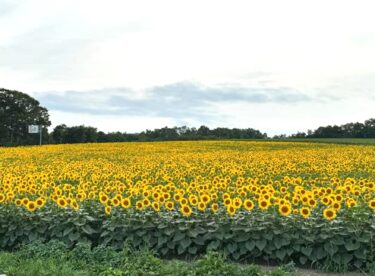 12 Ağustos (Salı) Himawari no Sato yalnızca bir hafta açık 🌻 Desteğiniz için teşekkür ederiz 😊 [Himawari Restoran]