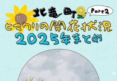 ストーリーやリールで随時ご紹介してきた「ひまわりの開花状況」を、改めて期間ごとにまとめてお届けします！【北竜町ひまわり観光協会・酒井優斗】