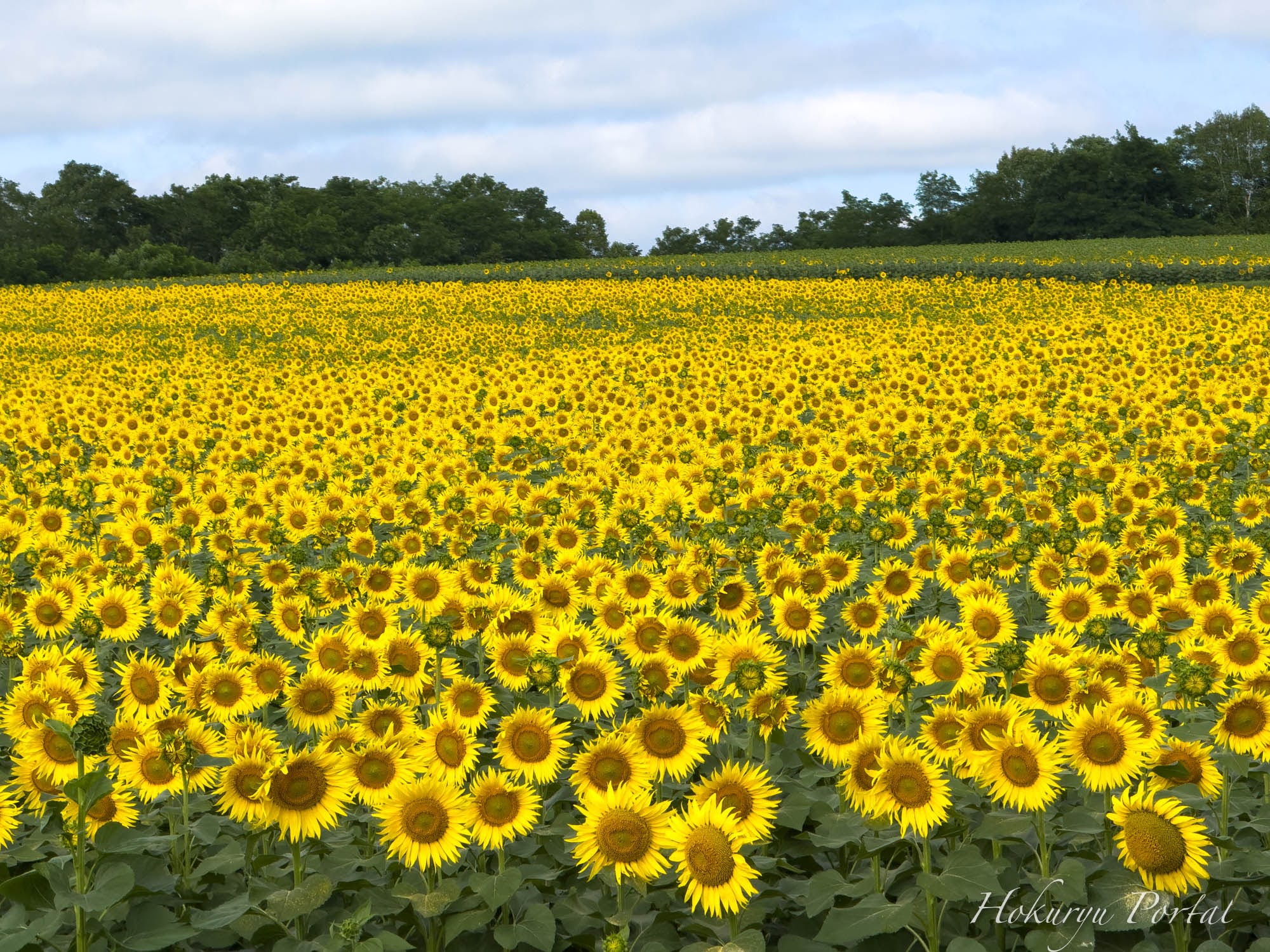8月1日(金)最高の見頃です!