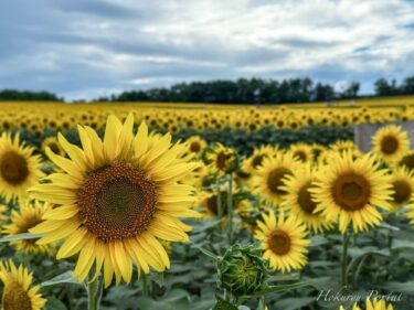A hymn to the magnificent sunflowers!