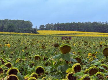 Ngày 15 tháng 8 (Thứ Sáu) Tình hình nở hoa tại Làng Hoa Hướng Dương: Cảm ơn sự hào hứng của các bạn! Những điểm nhấn của vòng chung kết và vẻ đẹp rực rỡ của hoa hướng dương