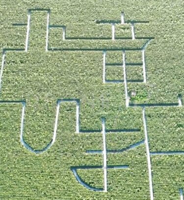 日本最大級！200万本のひまわり絶景〜 北竜町 ひまわりの里 〜【DRONE / 47】【北竜町ひまわり観光協会・酒井優斗】