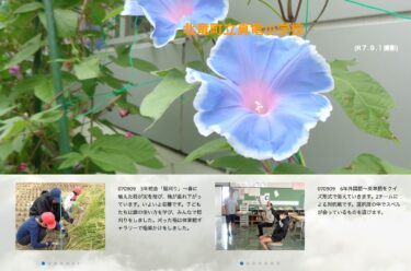 9月9日（火）5年総合「稲刈り」～ 春に植えた稲が実を結び、穂が垂れ下がっています。いよいよ収穫です。子どもたちは鎌の使い方を学び、みんなで稲刈りをしました【真竜小学校】