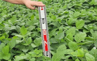 8月に巡回した石狩の黒千石大豆畑の様子です。こちらは播種が少し遅かったのですが、立派に育っていました。鞘の付きも良く収穫が楽しみですね ♪【黒千石事業協同組合】