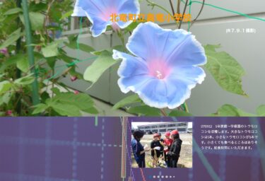 9月12日（金）5年家庭～学級園のトウモロコシを収穫します。大きなトウモロコシは1本。小さなトウモロコシが5本です【真竜小学校】