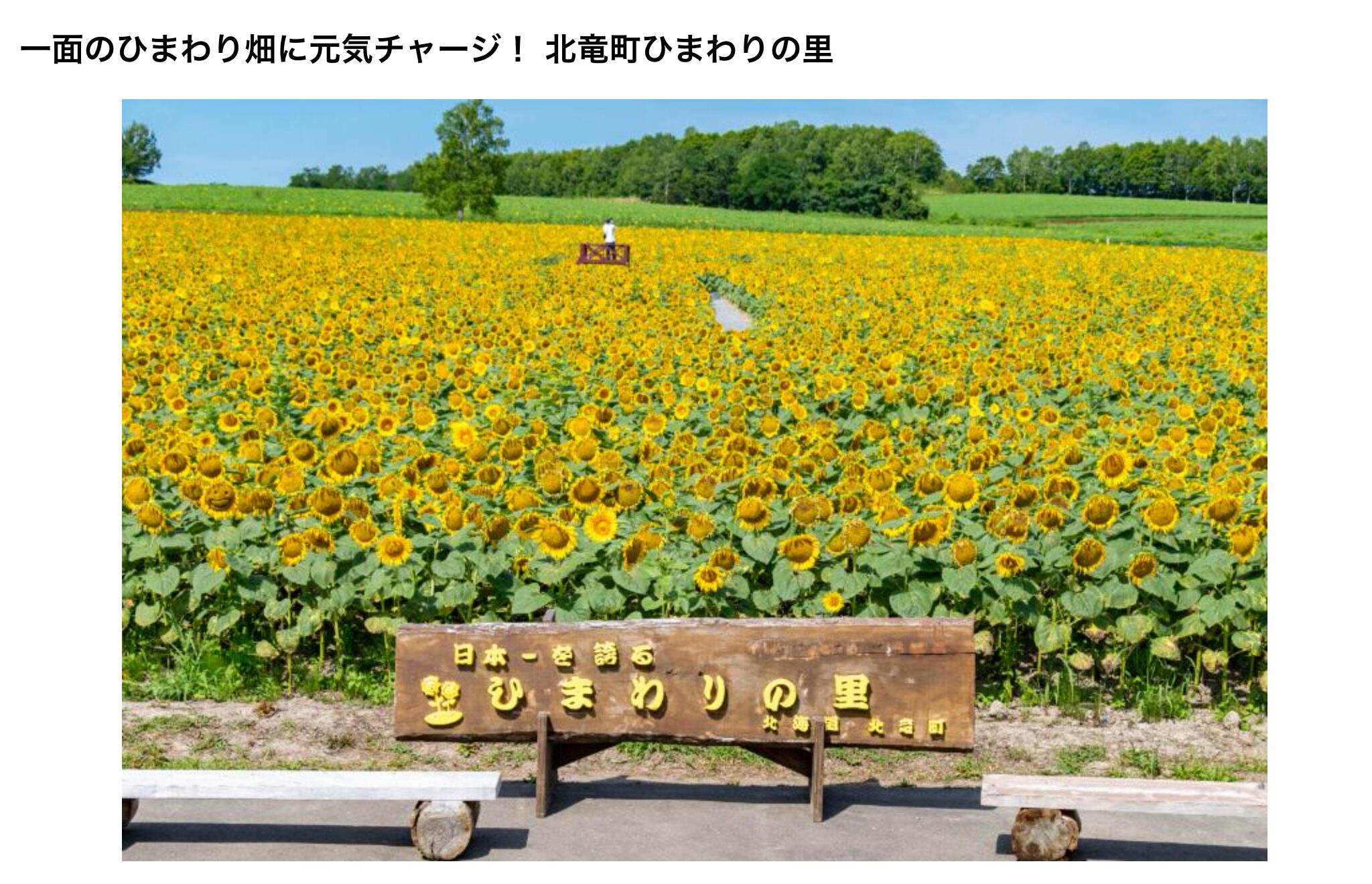 一面のひまわり畑に元気チャージ! 北竜町ひまわりの里【るるぶ情報版(国内)編集部】