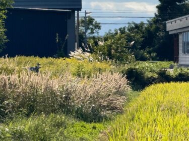 秋風にそよぐススキ