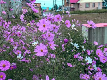 Güzel sonbahar peri çiçeği "Kozmos"