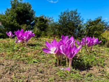 ช่วงเวลาอบอุ่นหัวใจ: "ดอกไม้สีม่วงแดงห่อหุ้มด้วยแสงสีอ่อนโปร่งใส"