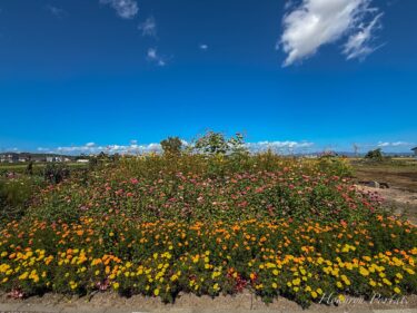 秋の足音近づく中島家ナチュラルガーデン！