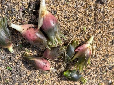 中島家ナチュラルガーデンの立派なミョウガ！