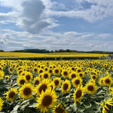 9月11日（木）今日は16人で練習でした。10月4日(土) 北竜町公民館にて 札幌市で活動している女声コーラス「コーロ・ドルチェ」￼さんと交流演奏会を予定しています【北竜町ひまわりコーラス】