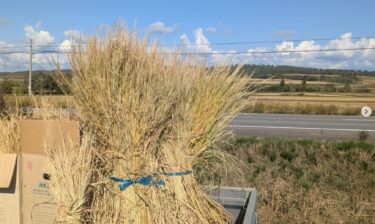 @comer_nature さんから凄く貴重な藁をいただきました 🌾 この藁はわが家の藁(ななつぼし)の1.5倍の長さがあるんです！【tumugi1114】