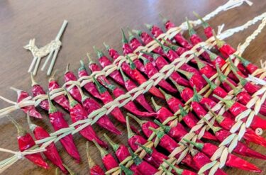 吊るしトウガラシ 🌶 乾燥、保存するための知恵や赤は魔よけのちからがあると信じられ、地方によってはトウガラシを玄関などに下げる習慣もあるそうです🌶【tumugi1114】