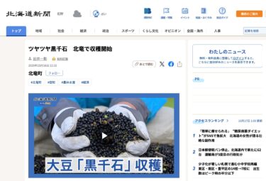 ツヤツヤ黒千石　北竜で収穫開始【北海道新聞デジタル】