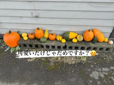 ☀️🌞 Sadece sevimli olmak yeterli değil mi? [Mutfak Haruharu]