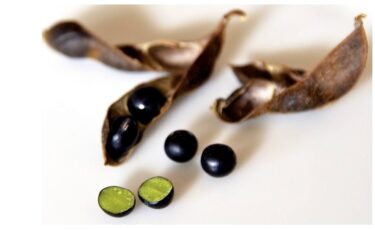 【黒千石大豆物語】北竜町の奇跡の黒豆「黒千石大豆」：絶望の淵から世界へ、愛と情熱の20年