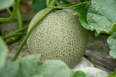 [The Story of Sunflower Melon Cultivation] An epic tale of life woven over a year by farmers in Hokuryu Town.