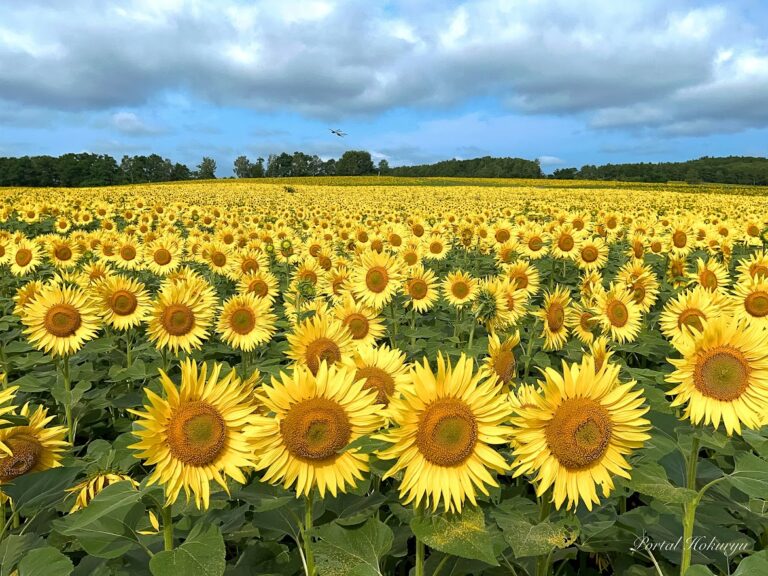 偉大なるひまわりさんに感謝を込めて！