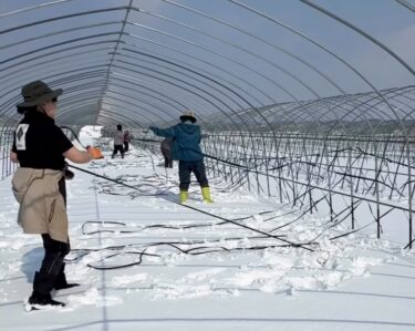 この日は朝からハウステントをかける予定でしたが、前日の大荒れ天気で用意してたヒモが雪に埋まりました…！4年働いてこの仕事初めてやりました 😅【農事組合法人ほのか】
