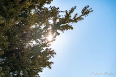 イチイの木に煌めく朝陽