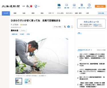 ひまわりすいか甘く実ってね　北竜で定植始まる【北海道新聞デジタル】