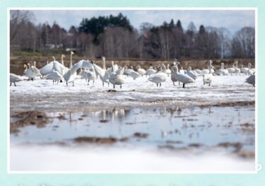 雪解け水によってすっかり勢いを増した川と、飛来した白鳥を目撃することができました。🦢【北竜町ひまわり観光協会・酒井優斗】
