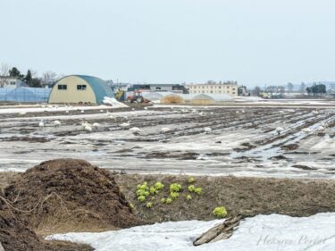 早春の風物詩「白鳥の落穂拾い」＆白鳥の優美な飛来