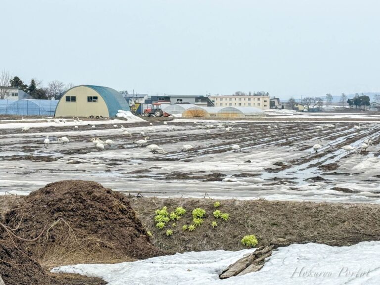 早春の風物詩「白鳥の落穂拾い」