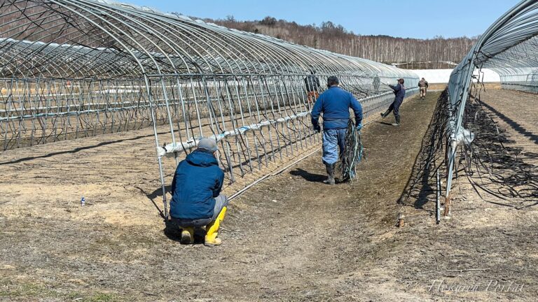 ハウス関係作業