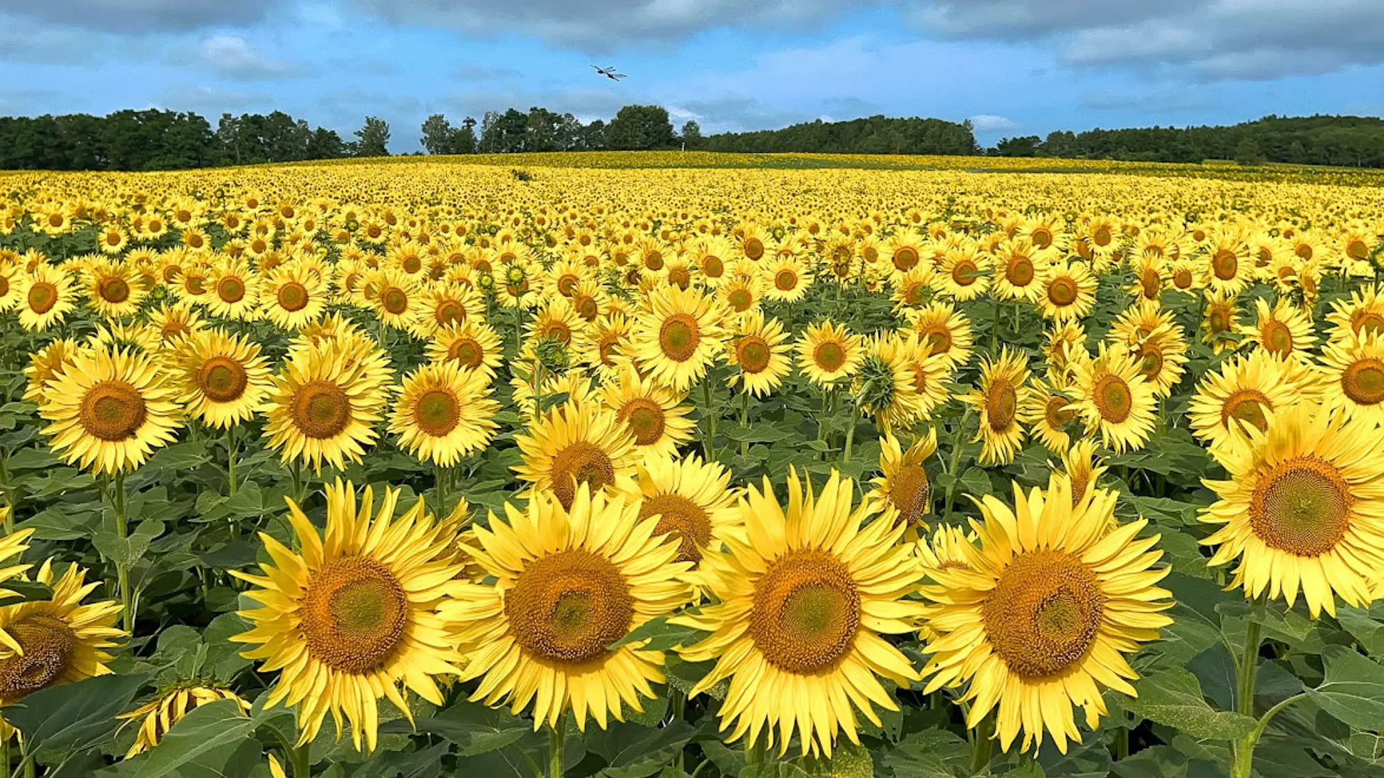 ひまわりまつり物語