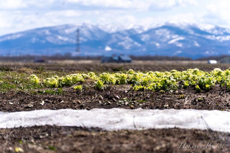 春を告げる生命の輝き「ふきのとう」