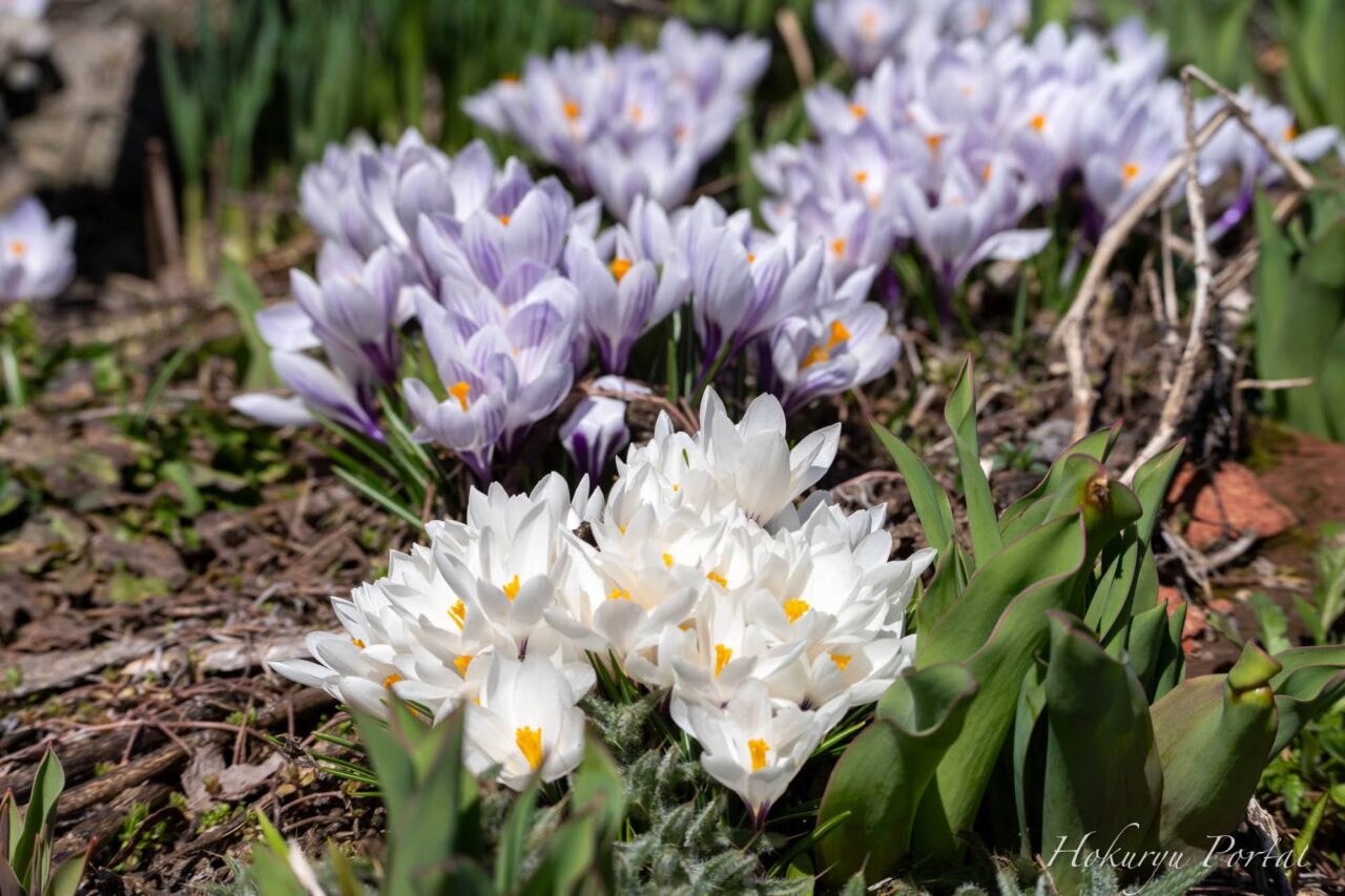 春告げ花・クロッカス