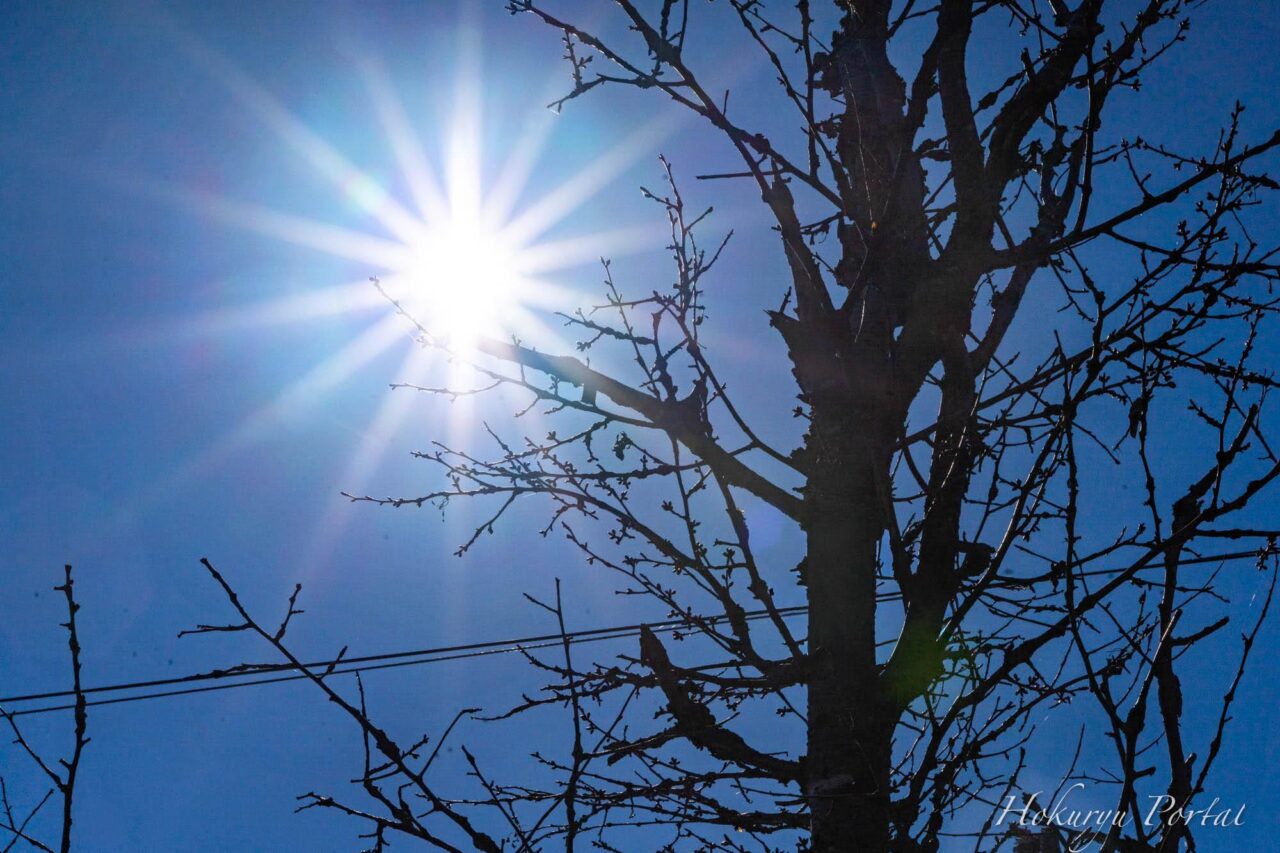 ふっくらと膨らみ始めた桜の花の蕾